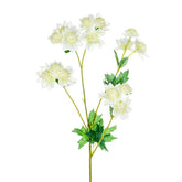MEADOW ASTRANTIA CREAM